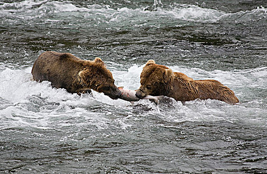 大灰熊,棕熊,一对,上方,三文鱼,卡特麦国家公园,阿拉斯加