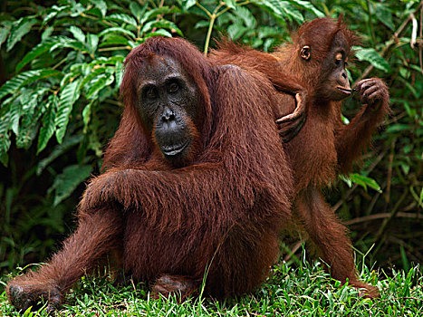 猩猩,黑猩猩,婆罗洲,马来西亚