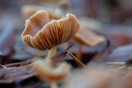裸伞属真菌