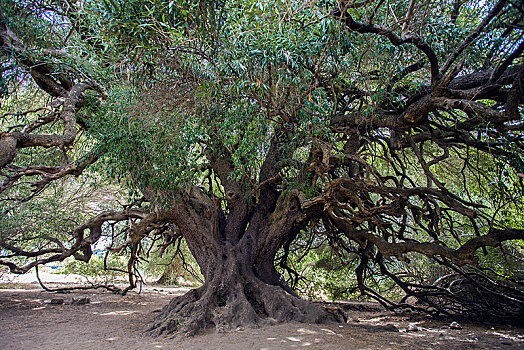 老,橄榄树,欧橄榄,2000年,岁月,萨丁尼亚,意大利,欧洲