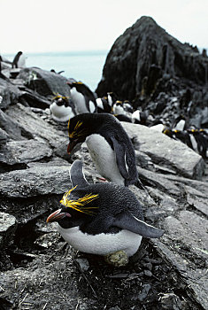 南极,瞭望点,生物群,企鹅,巢