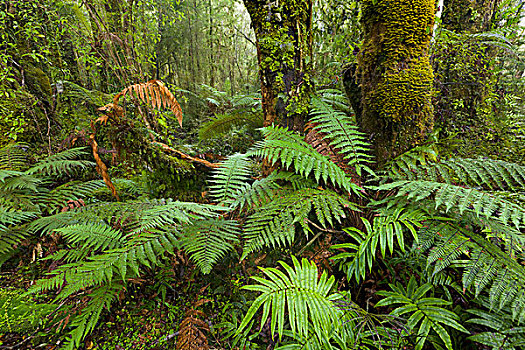 蕨类,西区国家公园,南岛,新西兰