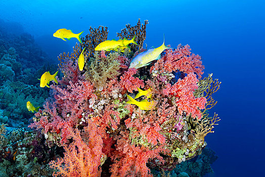 成群,金色,看,珊瑚,红色,软珊瑚,食物,黄色,年轻,蓝色,红海,埃及,非洲