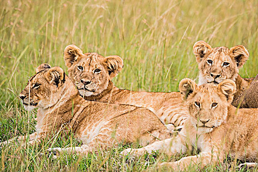 非洲,肯尼亚,马赛马拉国家保护区,三角形,马拉河,盆地,雌狮,幼兽,狮子
