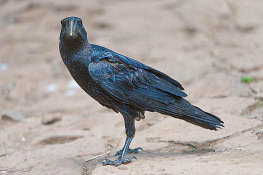 大乌鸦,乌鸦,塞米恩国家公园,阿姆哈拉族,区域,埃塞俄比亚,非洲
