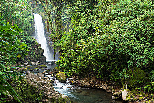 瀑布,花园,中心,山谷,哥斯达黎加,中美洲