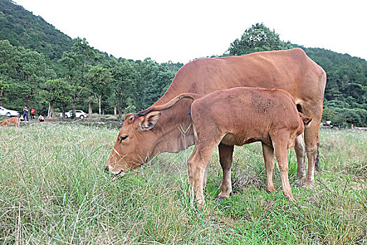 东钱湖