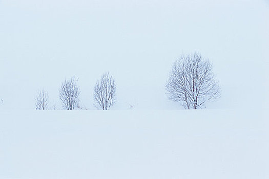 树,雪原