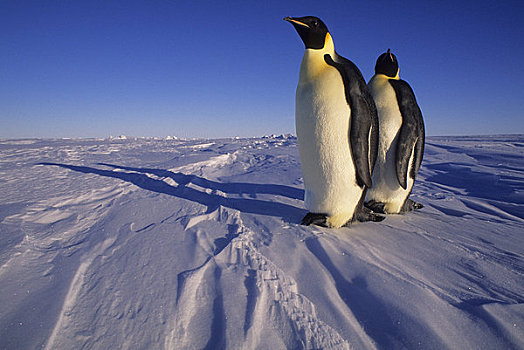 南极,帝企鹅,迅速,冰