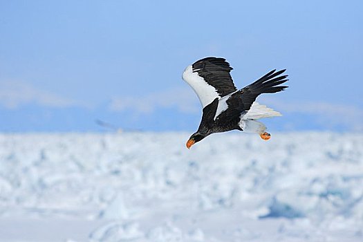海鹰,浮冰