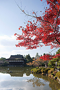 秋色,花园,京都,日本