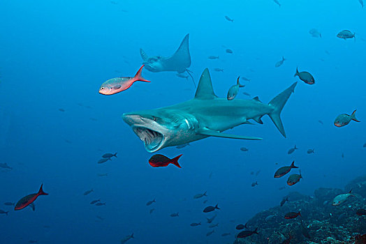 加拉帕戈斯,鲨鱼,直翅真鲨,沃尔夫岛,厄瓜多尔
