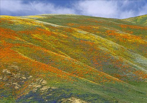 花菱草,遮盖,山坡,春天,山,靠近,加利福尼亚