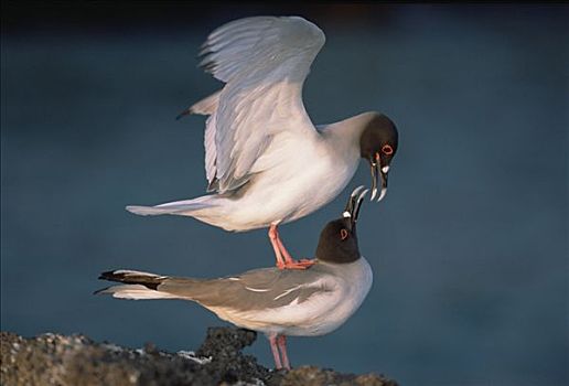 海鸥,燕尾鸥,本土动植物,黄昏,只有,夜出型动物,赫诺韦萨岛,加拉帕戈斯群岛,厄瓜多尔