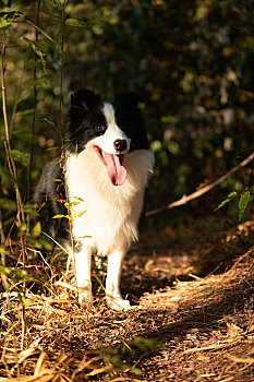 血统纯正牧羊犬