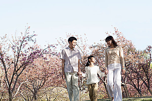 幸福之家,握手,散步,樱桃树,公园,春天,北京