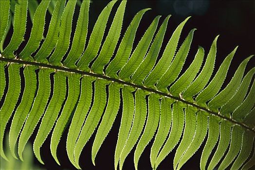 剑蕨类植物,叶状体,红杉国家公园,加利福尼亚