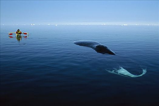 弓头鲸,研究人员,接近,鲸,加拿大