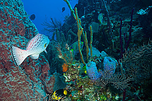 石斑鱼,海湾群岛,洪都拉斯,中美洲