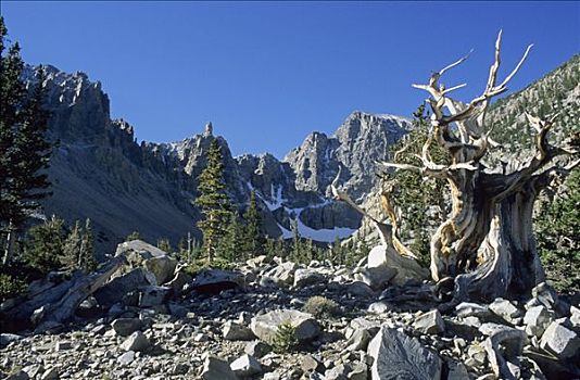 狐尾松,冰河,山谷,大盆地国家公园,内华达,美国