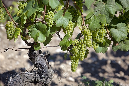 酿酒用白葡萄,法国,葡萄园