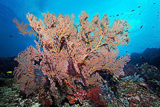 大,柳珊瑚目,大堡礁,昆士兰,太平洋,澳大利亚,大洋洲