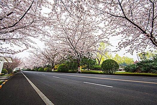 樱花道路