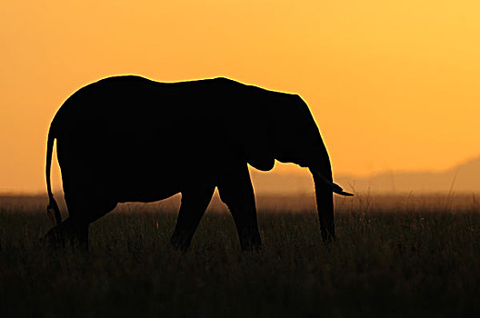 非洲,大象,日落,马赛马拉国家保护区,肯尼亚,东非