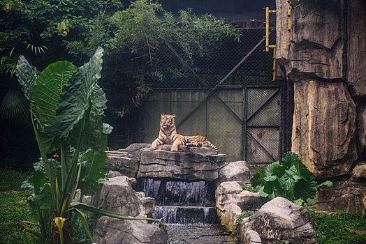 野生动物园里趴在石头上东北老虎