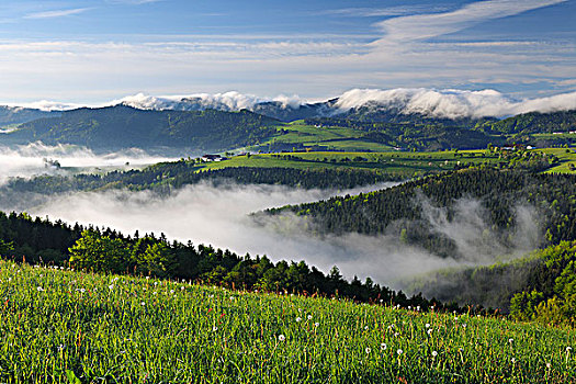 晨雾,上方,风景,下奥地利州,奥地利