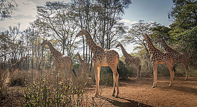 长颈鹿,内罗毕国家公园,内罗毕,肯尼亚,非洲