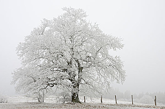 树,白霜,冬天,哈尔茨山,山脉,萨克森安哈尔特,德国,欧洲