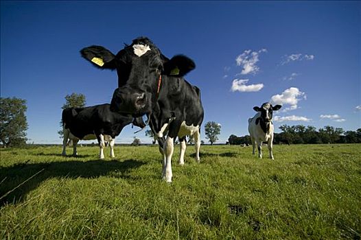 乳业,母牛,草地,乌瑟多姆岛,德国