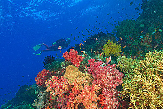 靠近,彩色,软珊瑚,四王群岛,区域,巴布亚岛,伊里安查亚省