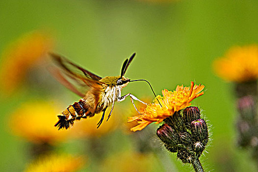 蜂鸟,蛾子,橙色,花,活泼,安大略省,加拿大