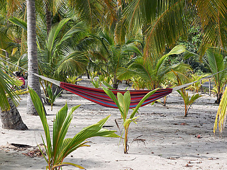 吊床,棕榈树,干盐湖,尼科亚,半岛,哥斯达黎加,中美洲