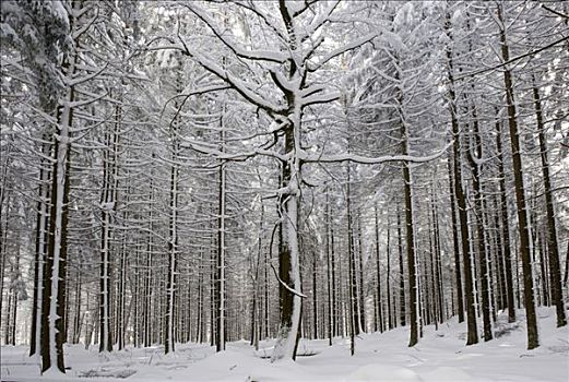 积雪,树干,户外,围挡,巴伐利亚森林国家公园,巴伐利亚,德国,欧洲