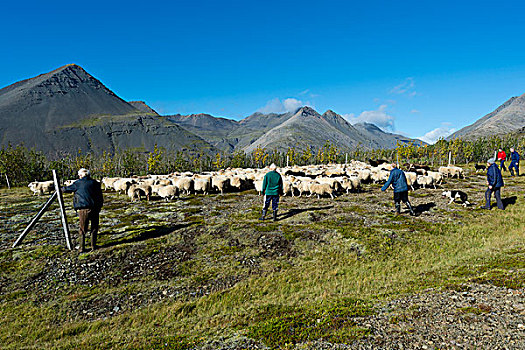 羊群,向上,绵羊,迁徙,靠近,冰岛,欧洲