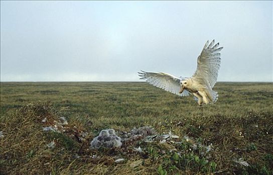 雪鹄,雪鸮,幼禽,苔原,鸟窝,北极国家野生动物保护区,阿拉斯加