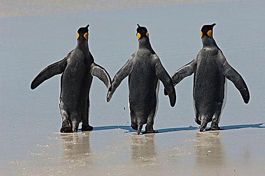 帝企鹅,三个,海滩,自愿角,东福克兰,岛屿,福克兰群岛