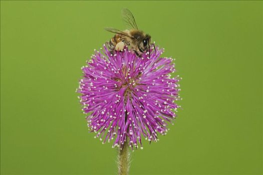 蜜蜂,意大利蜂,成年,感知,花,含羞草,德克萨斯,美国