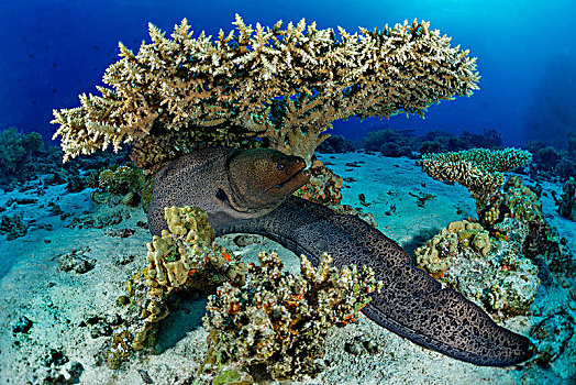 巨大,海鳗,裸胸鳝属,风信子,桌子,珊瑚,桌面珊瑚,红海,埃及,非洲