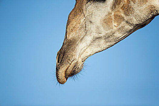 非洲,博茨瓦纳,乔贝国家公园,特写,长颈鹿,口鼻部,站立,靠近,乔贝,河,奥卡万戈三角洲