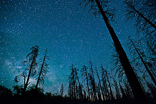 夜空,树,前景,大峡谷国家公园,亚利桑那,美国