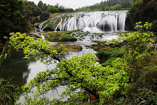 黄果树