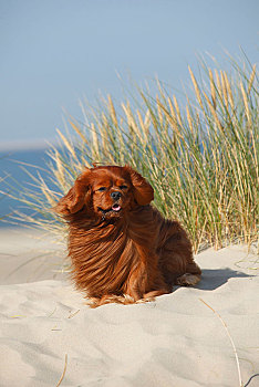 查尔斯王犬,红宝石,雄性,坐,沙丘,特塞尔,荷兰