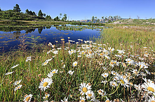 海狸塘,天空,围绕,野花,圣胡安山,科罗拉多,美国