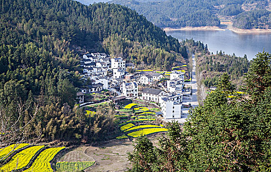 山谷乡村油菜花田