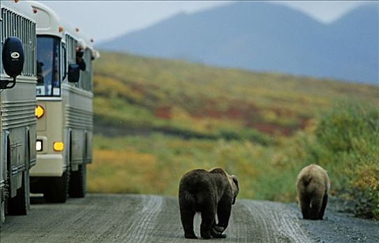 游客,照相,长途巴士,德纳里峰国家公园,阿拉斯加,美国