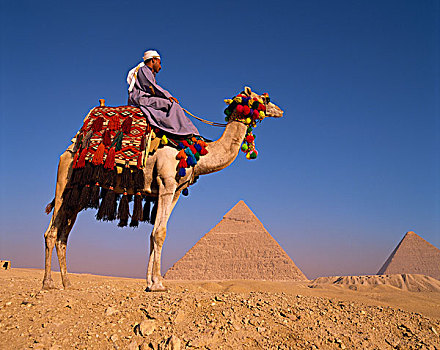 埃及,开罗,吉萨金字塔,卡夫拉,基奥普斯,金字塔,骆驼,驾驶员